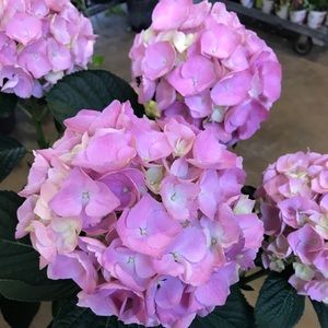 Meet your Posher, Alejandra